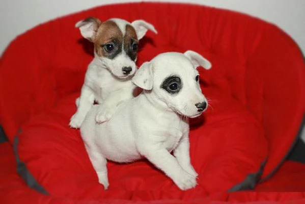 simpaticissimi cuccioli di jack russell maschi e femmine da adottare
