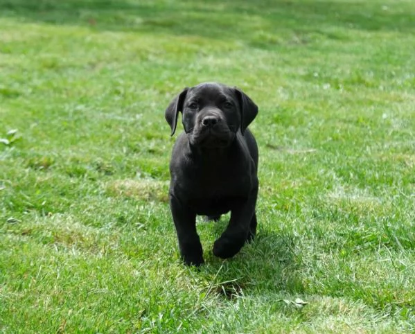 Boerboel mastino sudafricano cuccioli | Foto 6