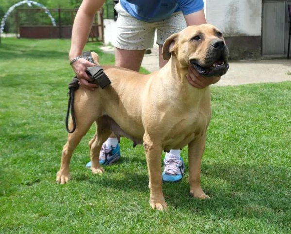 Boerboel mastino sudafricano cuccioli | Foto 5