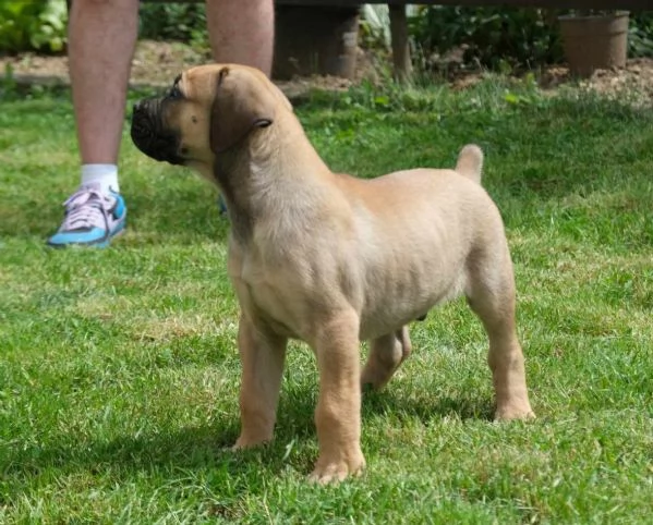 Boerboel mastino sudafricano cuccioli