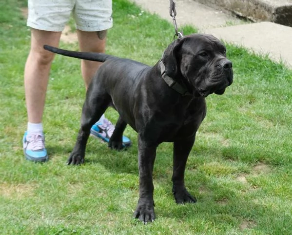 Boerboel mastino sudafricano cuccioli | Foto 4
