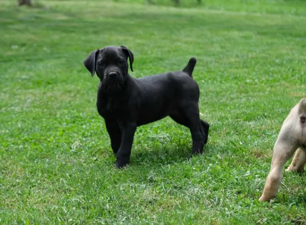 Boerboel mastino sudafricano cuccioli | Foto 3