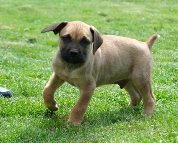 Boerboel mastino sudafricano cuccioli | Foto 2