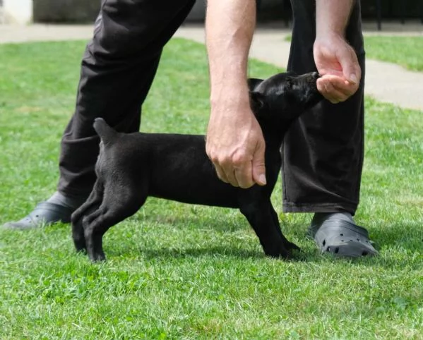 Boerboel mastino sudafricano cuccioli | Foto 1