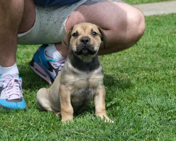 Boerboel mastino sudafricano cuccioli | Foto 0