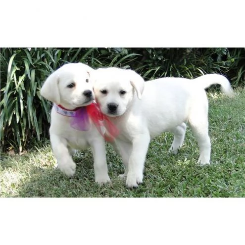 Disponibili 3 cuccioli di labrador per adozione