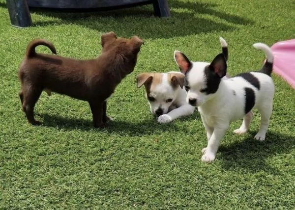 Regala cuccioli di Chihuahua