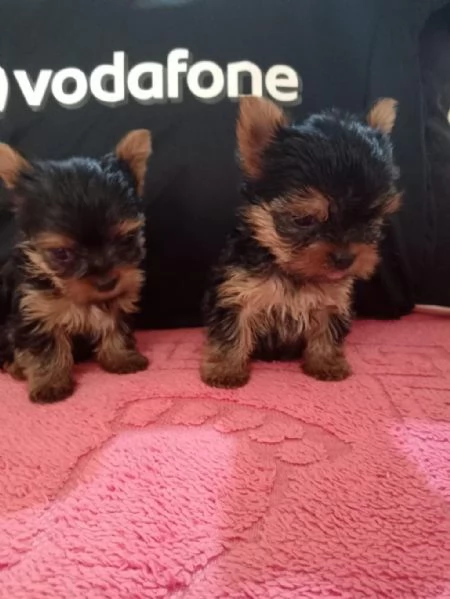 Regala cuccioli di Yorkshire | Foto 2
