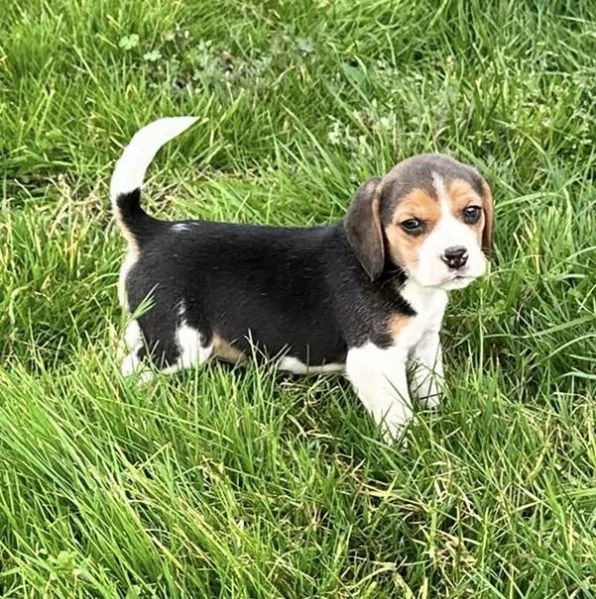 Regala cuccioli di Beagle | Foto 0