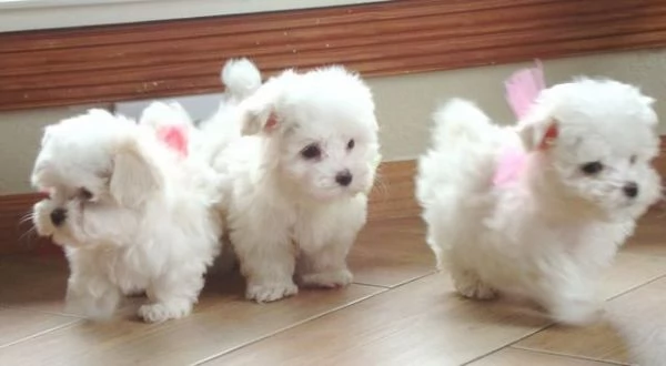 tenerissimi cuccioli di maltese disponibili per adozione