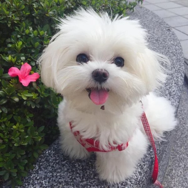 tenerissimi cuccioli di maltese disponibili per adozione | Foto 0