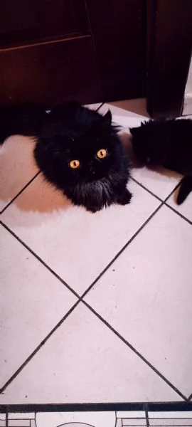 Cucciola gatta persiana ipertipica 