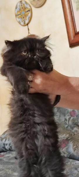 Cucciola gatta persiana ipertipica  | Foto 1