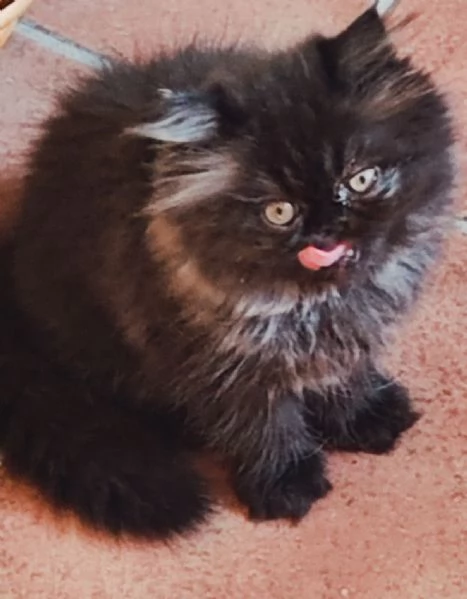 Cucciola gatta persiana ipertipica  | Foto 0