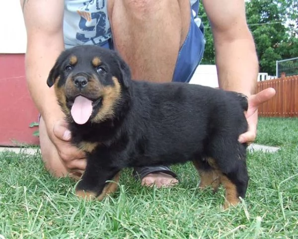 Bella Vendo Rottweiler di 5 mesi | Foto 2
