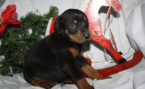 Bella Vendo Rottweiler di 5 mesi | Foto 0