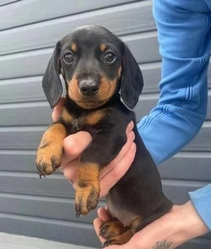 Regala cuccioli di Bassotto | Foto 3