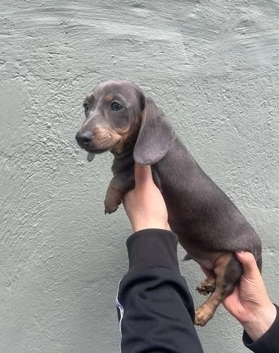Regala cuccioli di Bassotto | Foto 0