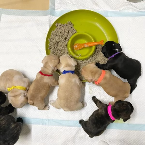 Regala cuccioli di bulldog francese