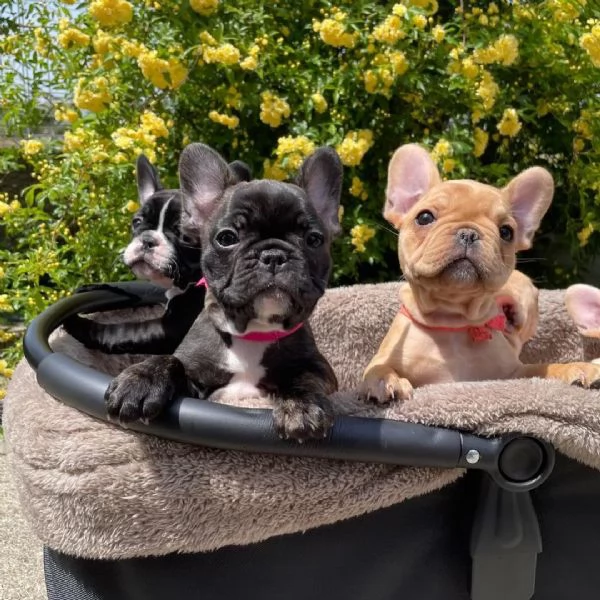 Regala cuccioli di bulldog francese | Foto 1