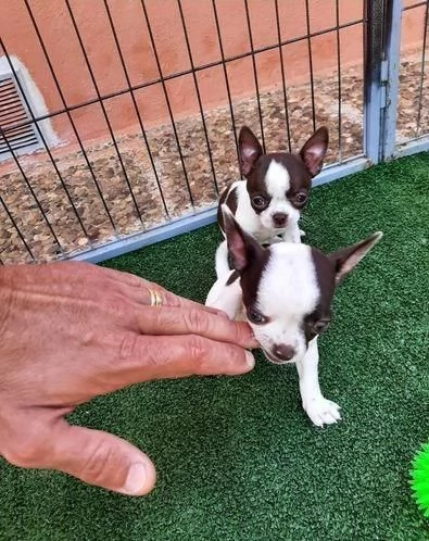 Regala cuccioli di Chihuahua | Foto 1