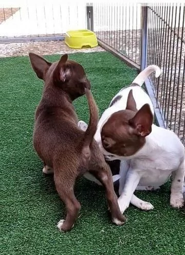Regala cuccioli di Chihuahua | Foto 0