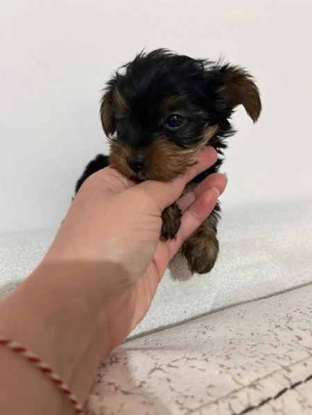 Regala cuccioli di Yorkshire | Foto 1