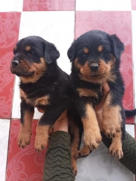 Regala cuccioli di Rottweiler | Foto 0