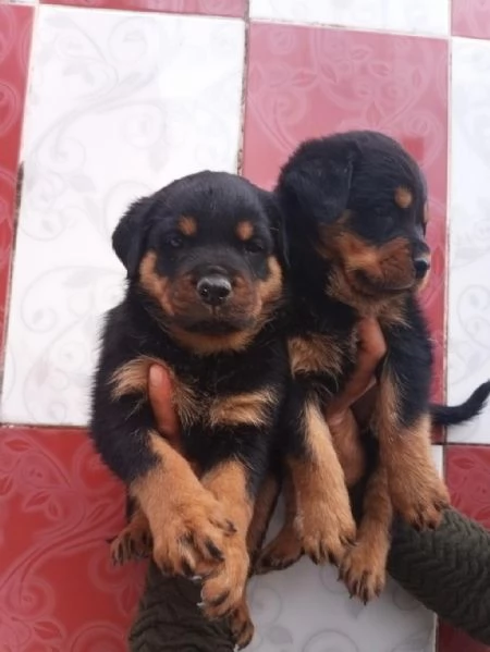 Regala cuccioli di Rottweiler