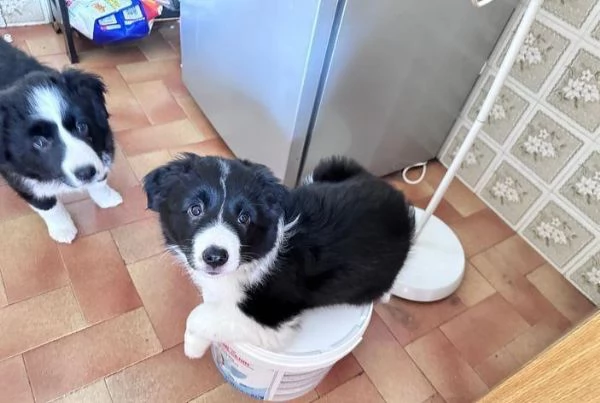 Regala cuccioli di Border Collie