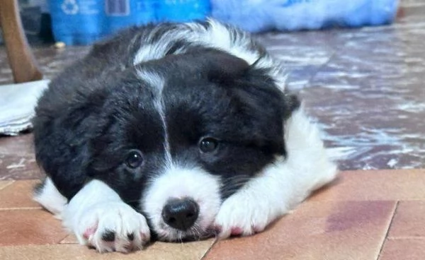 Regala cuccioli di Border Collie | Foto 1