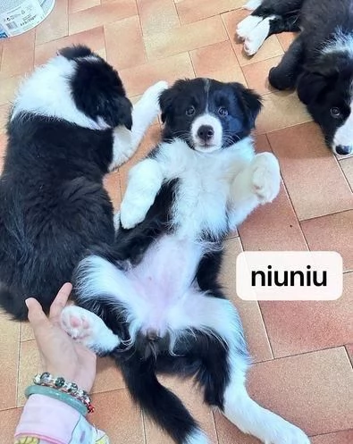 Regala cuccioli di Border Collie | Foto 0