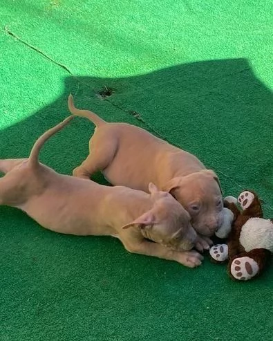 Regala cuccioli di Pitbull | Foto 2