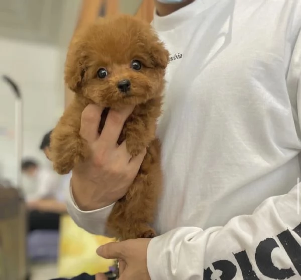 CUCCIOLI DI BARBONCINI TOY