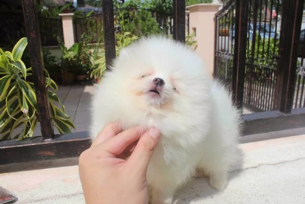 2 simpatici cuccioli di Pomerania | Foto 4