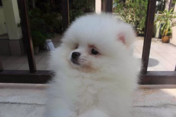 2 simpatici cuccioli di Pomerania