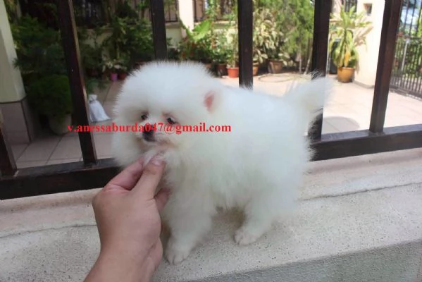 2 simpatici cuccioli di Pomerania | Foto 3