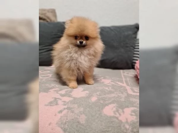 2 simpatici cuccioli di Pomerania | Foto 2