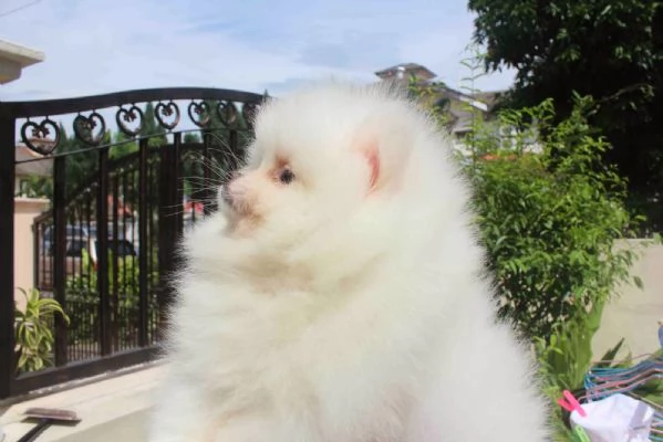 2 simpatici cuccioli di Pomerania | Foto 1