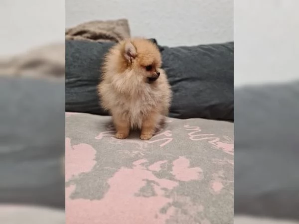 2 simpatici cuccioli di Pomerania | Foto 0