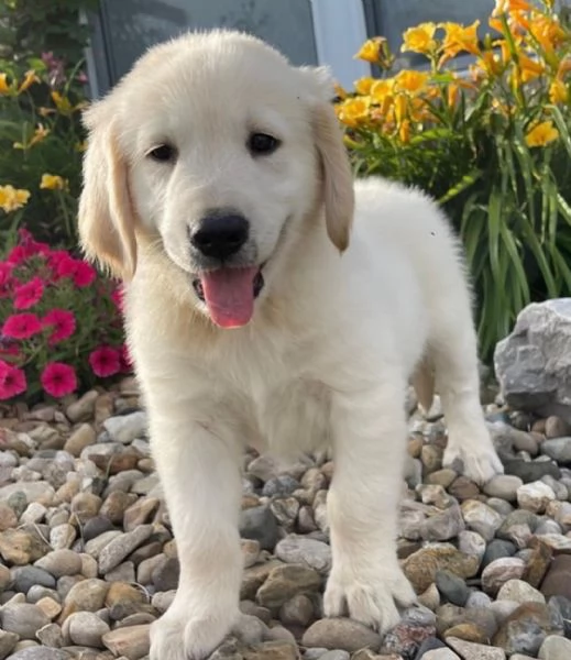 Cuccioli di Golden retriever 3 mesi | Foto 0