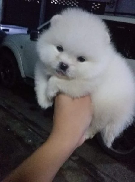 Spitz pomerania maschio e femmina