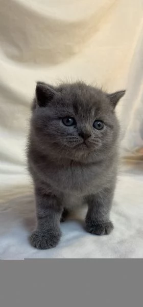 Meravigliosi cuccioli Scottish straight blue | Foto 3