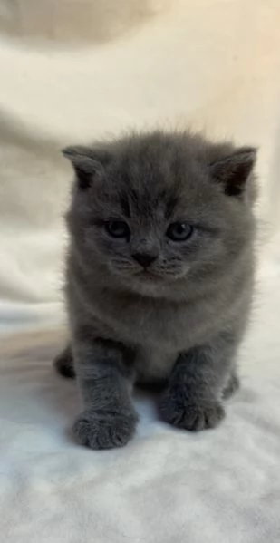 Meravigliosi cuccioli Scottish straight blue | Foto 0