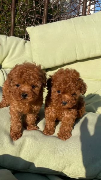 Cuccioli Barboncini toy