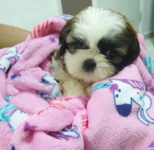 REGALO Cuccioli Shih Tzu avente  Primi vaccini Passaporto Libretto sanitario Microchip Possibil