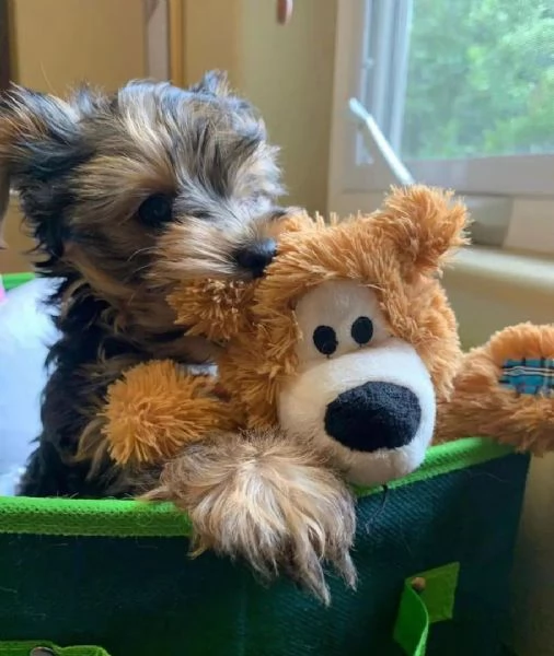 REGALO CUCCIOLI di Yorkie Bellissimi cuccioli vengono consegnati con vaccinazioni sverminati micro