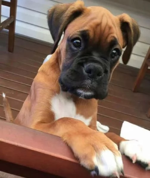 Regalo Cuccioli di Boxer Cuccioli di Boxer rossi Maschietti e Femminucce  I cuccioli vengono ceduti
