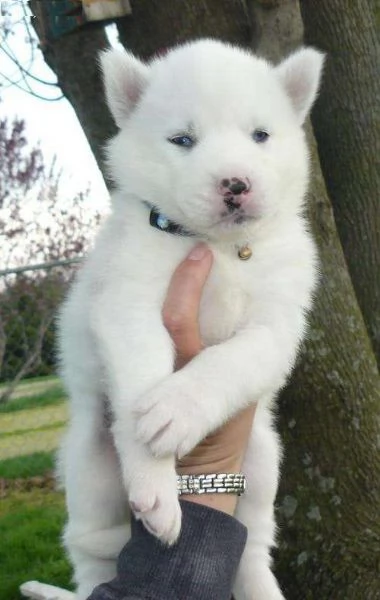 REGALO SIBERIAN HUSKY CON PEDIGREE Consegna con  libretto sanitario vaccini certificati dal veteri