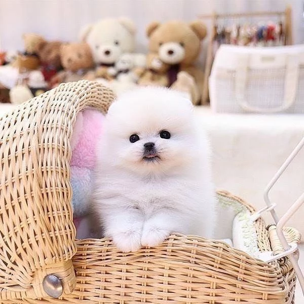 Regalo Cuccioli di volpino di pomerania Pomerania maschi e femmine vaccinati sverminati e con micro